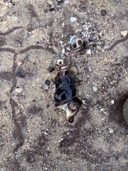 Pyrazus ebeninus