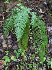 Polystichum dudleyi