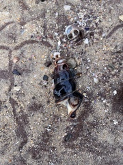 Pyrazus ebeninus
