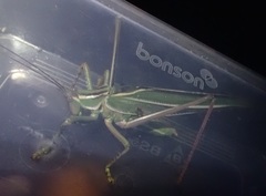 Terpandrus splendidus