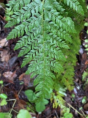 Polystichum dudleyi