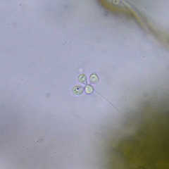 Choanoflagellatea