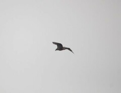 Haliaeetus