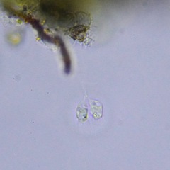 Choanoflagellatea
