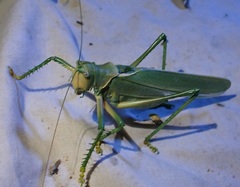 Terpandrus