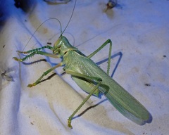Terpandrus