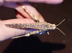 Macrolopholia