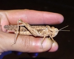 Macrolopholia