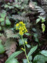 Solidago glomerata