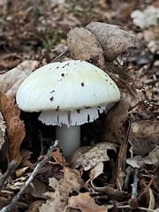 Amanita ocreata