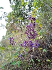 Salvia thyrsiflora