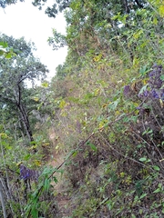 Salvia thyrsiflora