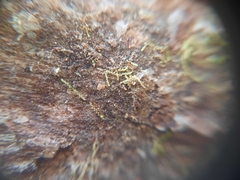 Microlejeunea latitans