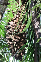 Attalea cohune