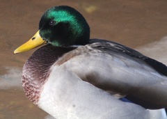 Anas platyrhynchos