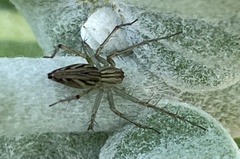 Oxyopes