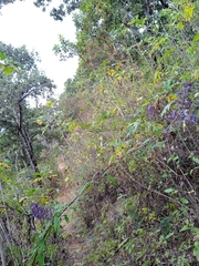 Salvia thyrsiflora