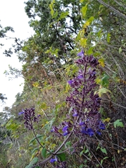 Salvia thyrsiflora