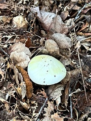 Amanita ocreata