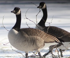 Branta canadensis