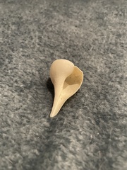 Fulguropsis pyruloides