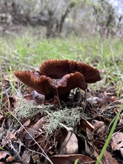 Cortinarius ohlone
