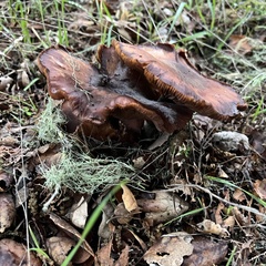 Cortinarius ohlone