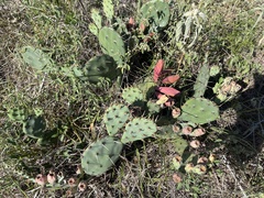 Opuntia macrorhiza