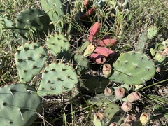Opuntia macrorhiza