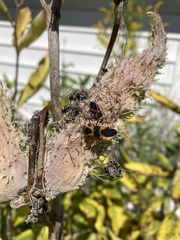 Oncopeltus fasciatus