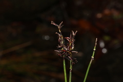 Schoenus brevifolius