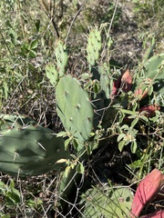 Opuntia macrorhiza