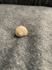 Fulguropsis pyruloides