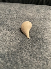 Fulguropsis pyruloides