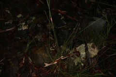 Schoenus brevifolius