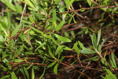 Leptospermum trinervium