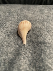 Fulguropsis pyruloides