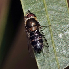 Betasyrphus serarius