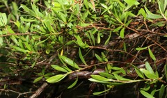Leptospermum trinervium