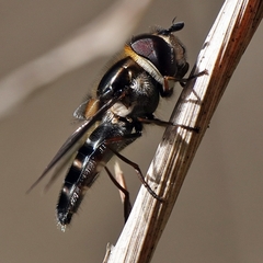 Betasyrphus serarius
