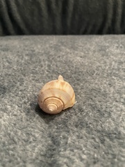 Fulguropsis pyruloides