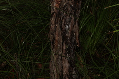 Leptospermum trinervium