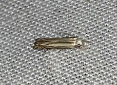 Polyhymno luteostrigella