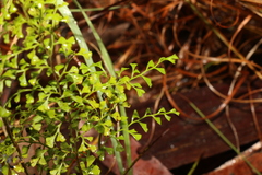 Lindsaea microphylla