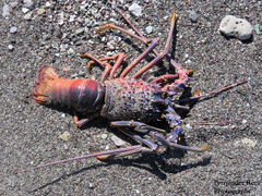 Panulirus inflatus