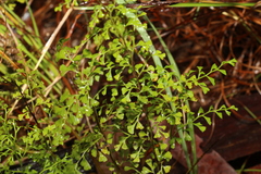 Lindsaea microphylla