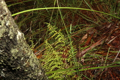 Lindsaea microphylla