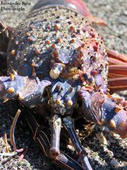 Panulirus inflatus