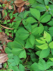 Parthenocissus quinquefolia