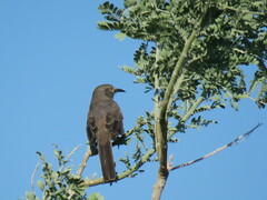 Toxostoma cinereum